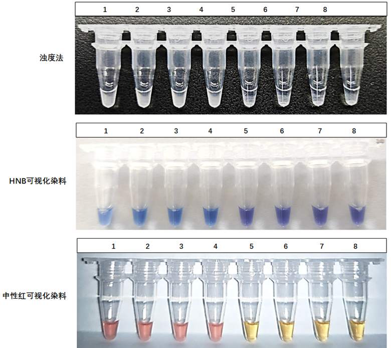 1-4：ASFV-p72基因质粒；5-8：NTC