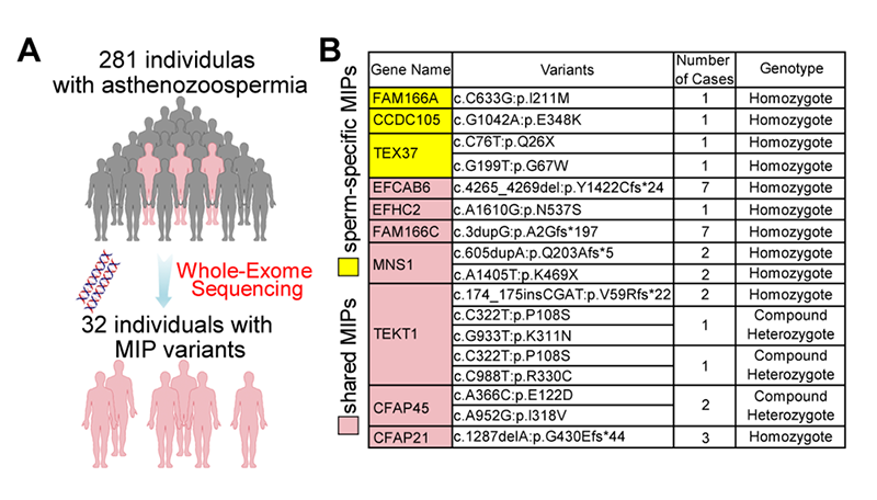 临床鉴定MIP突变的流程图和32位MIP相关的弱精症患者概览