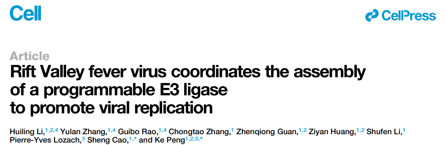 Rift Valley fever virus coordinates the assembly of a programmable E3-ligase to promote viral replication