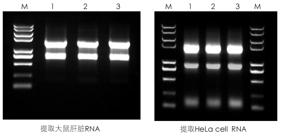 Trans2K®PUS II DNA Marker